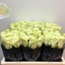 Rosa gr pegasso(Роза гр. Пегассо)В50