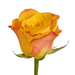 Rosa Gr Marie-claire! (Роза гр Мари-Клэр!) В70