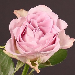 Rosa Liberty (Роза Либерти) В60 Sunset Valley