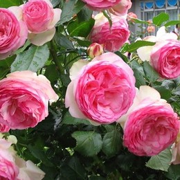 Роза плетистая Eden Rose (Эден Роуз)