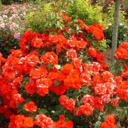 Роза плетистая Grimpant Orange Meillandina (Гримпан Оранж Мейландина)