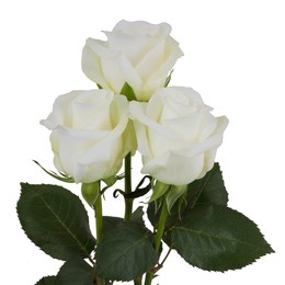 Rosa Gr Akito ( Акито ) В60 Rosa Prima