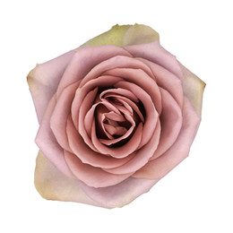Rosa Gr Amnesia ( Амнесиа ) В60 Rosa Prima