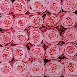 Rosa Gr Art Deco ( Арт Деко ) В60 Rosa Prima