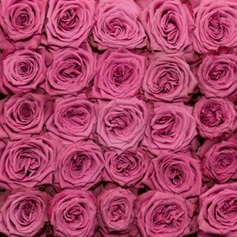 Rosa Gr Blueberry ( Блуеберри ) В60 Rosa Prima