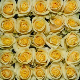 Rosa Gr Butterscotch ( Буттерскотч ) В60 Rosa Prima