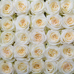 Rosa Gr Candlelight ( Кандлелигхт ) В60 Rosa Prima