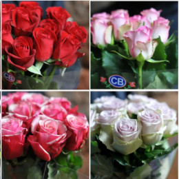 Rosa MIX (Роза Микс) В35 Credible