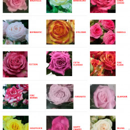 Rosa Spray (Роза Спрей) В70 Redlands mix