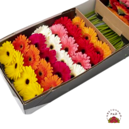 Gerbera ex (Гербера экс.) В45 Россия