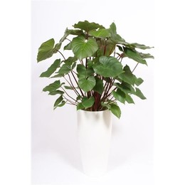 Гомаломена "мэгги" в горшке Санторини "Белая" ( Homalomena 'maggy' In Santorini Pot "wit" ) W 33 см