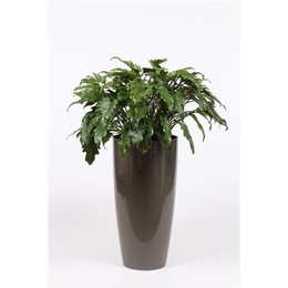 Филодендрон Ксанаду в горшке Санторини "темно-серый" ( Philodendron Xanadu In Santorini Pot "taupe"