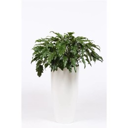 Филодендрон Ксанаду в горшке Санторини "Белый" ( Philodendron Xanadu In Santorini Pot "wit" ) W 33 с