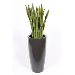 Сансевиерия Лаврентий в горшке Санторини "антрацит" ( Sansevieria Laurentii In Santorini Pot "antrac