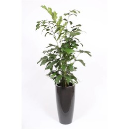 Кариота Митис в горшке Санторини "антрацит" ( Caryota Mitis In Santorini Pot "antraciet" ) W 33 см H