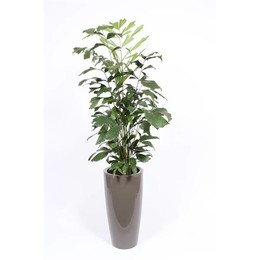 Кариота Митис в горшке Санторини "темно-коричневый" ( Caryota Mitis In Santorini Pot "taupe" ) W 33