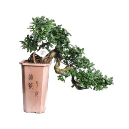 Фикус М. Женьшень Каскад высотой 80 см в угле 26 см ( Ficus M. Ginseng 80cm High Cascade In W26cm Ca