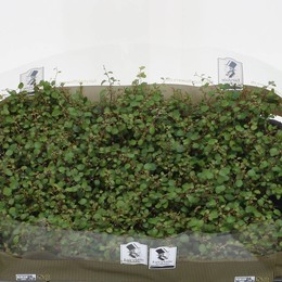 Мюленбекия Австралийская ( Muehlenbeckia Australis ) W 5,5 см H 10 см