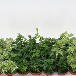 Айви Он Смешал 3 Srt ( Ivy He Mixed 3 Srt ) W 8,5 см H см
