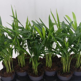 Dypsis Lutescens Желтоватый ( Dypsis Lutescens ) W 10,5 см H 40 см