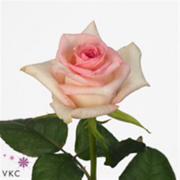 Rosa Gr Senorita (Роза Гр Сеньорита) В60