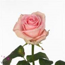 Rosa Gr Sweet Dolomiti (Роза Гр Свит Доломити) В60
