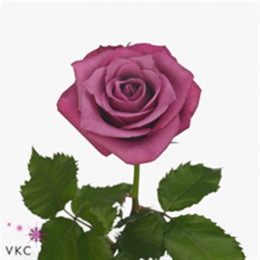 Rosa Gr Shogun (Роза Гр Шогун) В50