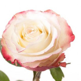 Rosa Gr Sweetness (Роза Гр Свитнесс) В60