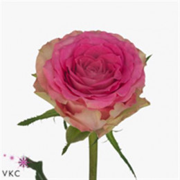 Rosa Gr Times Square (Роза Гр Таймс-Скуар) В50