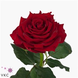 Rosa Gr Rhodos (Роза Гр Родос) В40