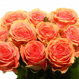 Rosa gr suzy q(Роза гр сьюзи кью) В50