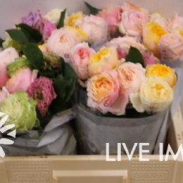 Rosa gr royal beauties mix(Роза гр. роял бьютис Микс) В50