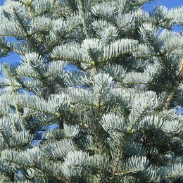 Пихта одноцветная Violacea (Виолацеа)