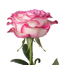Rosa Gr Carrousel ( Карроусел ) В60 Rosa Prima