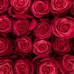 Rosa Gr Cherry O ( Черри О ) В60 Rosa Prima