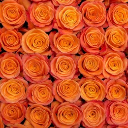Rosa Gr Confidential ( Конфидентиал ) В60 Rosa Prima