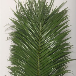 Phoenix Roebelinii (Феникс Робелини) В80