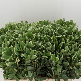Pittosporum Ilan (Питтоспорум Илан) В60