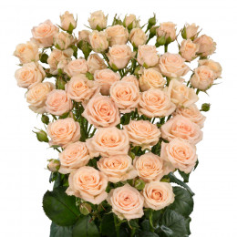 Rosa Spray Jana (Роза Спрей Яна) В40 (Цветы Удмуртии)