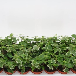 Плющ Он Белый Чудо ( Ivy He White Wonder ) W 8,5 см H см