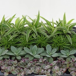 Жемчужина Комнатных Растений. ( Kamerplanten Gem. ) W 5,5 см H 10 см