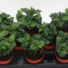 Кофе ( Coffea ) W 9,5 см H 15 см