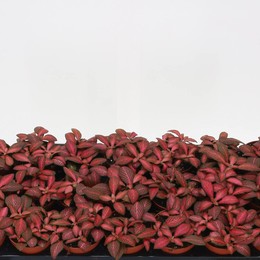 Фиттония Вер Красная Звезда ( Fittonia Ver Red Star ) W 8,5 см H 10 см