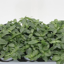 Фиттония Другая ( Fittonia Other ) W 10,5 см H 15 см