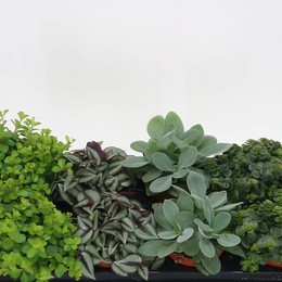 Жемчужина Комнатных Растений. ( Kamerplanten Gem. ) W 10,5 см H 15 см