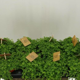 Пилеа Депресса ( Pilea Depressa ) W 10,5 см H 15 см