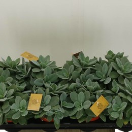 Горный пожар Сенецио ( Senecio Mountain Fire ) W 10,5 см H 15 см