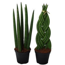Смесь сансевиерии: твист-спагетти ( Sansevieria Mix: Twist-spaghetti ) W 8,5 см H 30 см