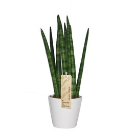 Сансевиерия Цилиндрическая "спагетти" из керамики белого цвета ( Sansevieria Cylindrica "spaghetti'