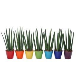 Сансевиерия цилиндрическая "спагетти" из смешанного керама ( Sansevieria Cylindrica "spaghetti' In G